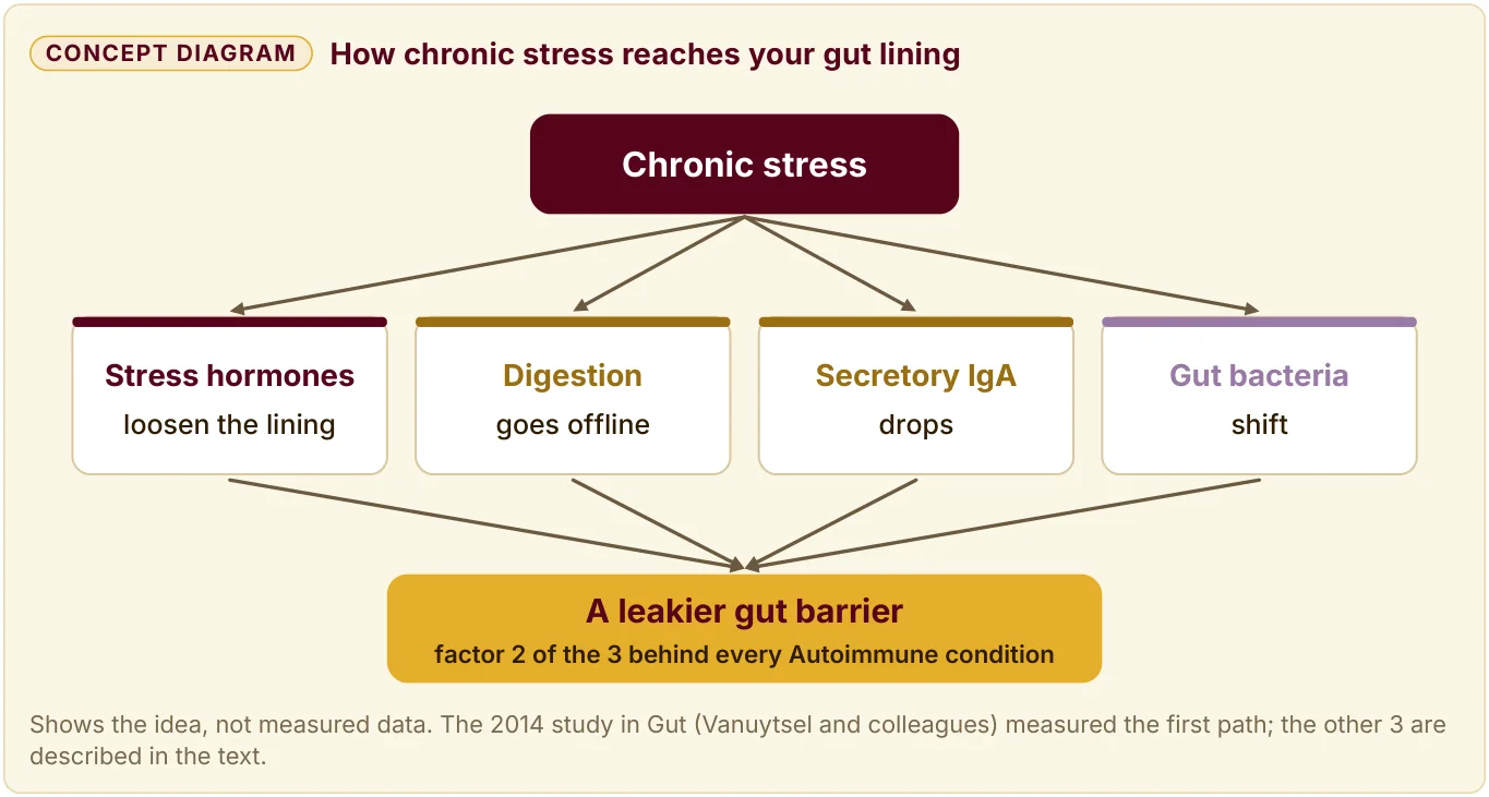 Diagram of 4 ways chronic stress reaches the gut lining: stress hormones, digestion going offline, lower secretory IgA, and shifting bacteria.