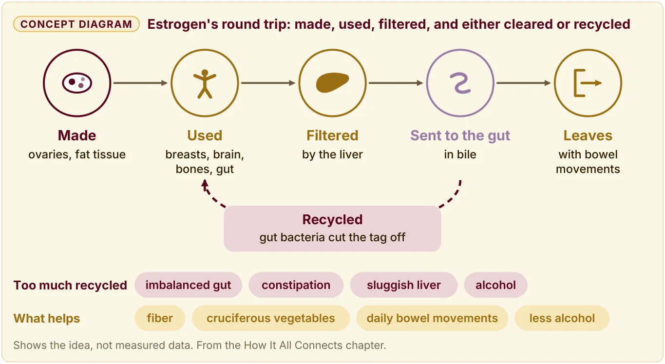 Concept diagram: estrogen is made, used, filtered by the liver, sent to the gut in bile, and then leaves with bowel movements or is recycled.