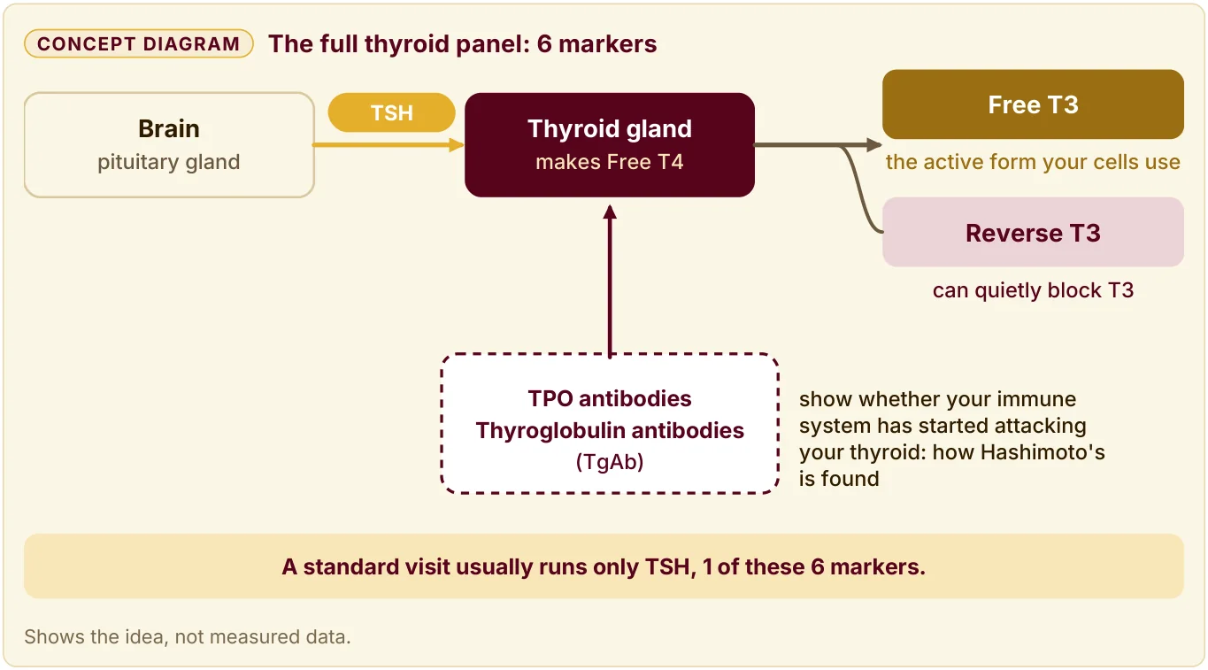 The full thyroid panel has 6 markers: TSH, Free T4, Free T3, Reverse T3, TPO antibodies, and thyroglobulin antibodies.