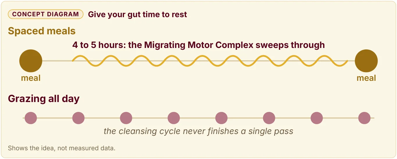 Concept diagram: a 4 to 5 hour gap between meals lets the cleansing wave sweep through, while grazing all day never lets a pass finish.