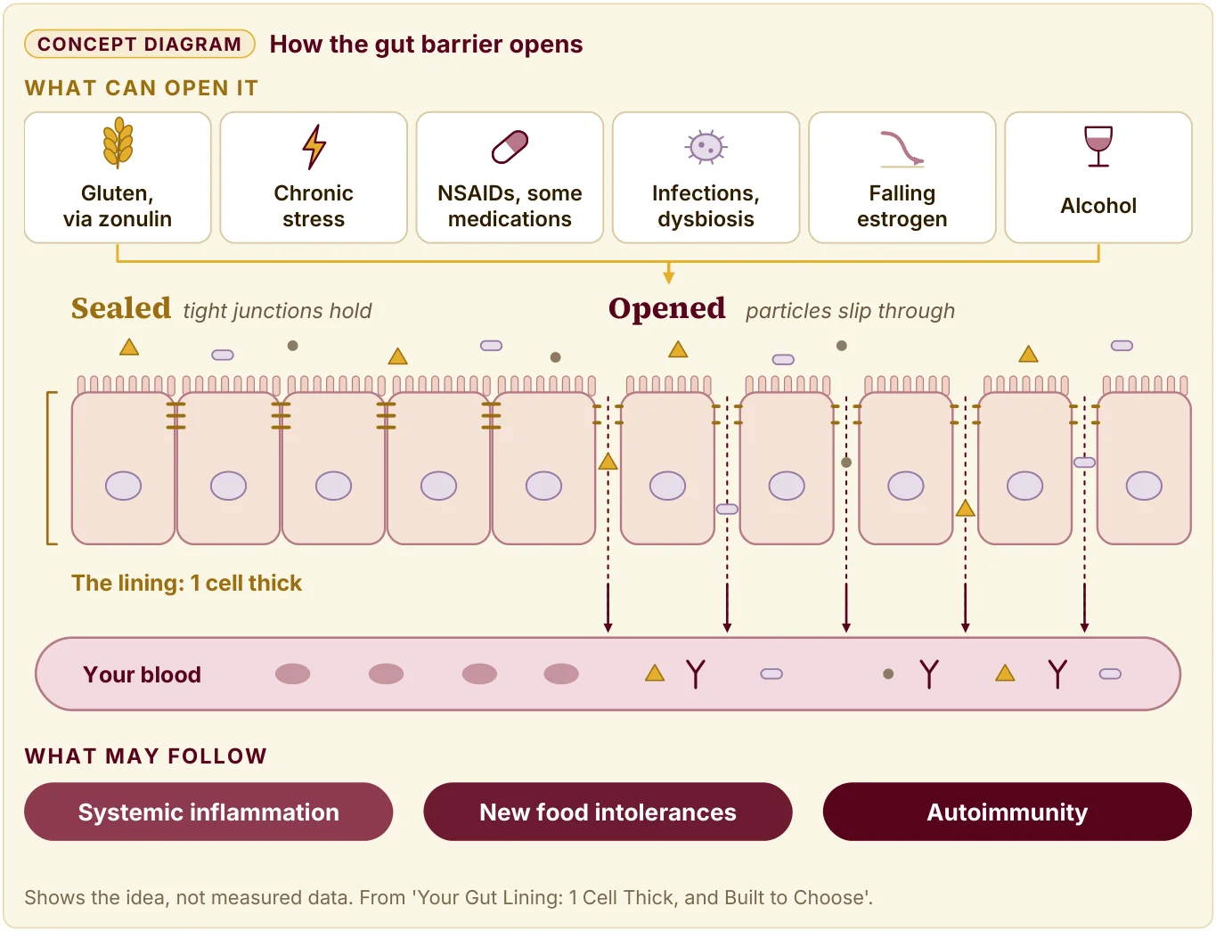 Diagram of 6 things that can open the gut barrier, a lining 1 cell thick sealed and then opened, and 3 things that may follow.