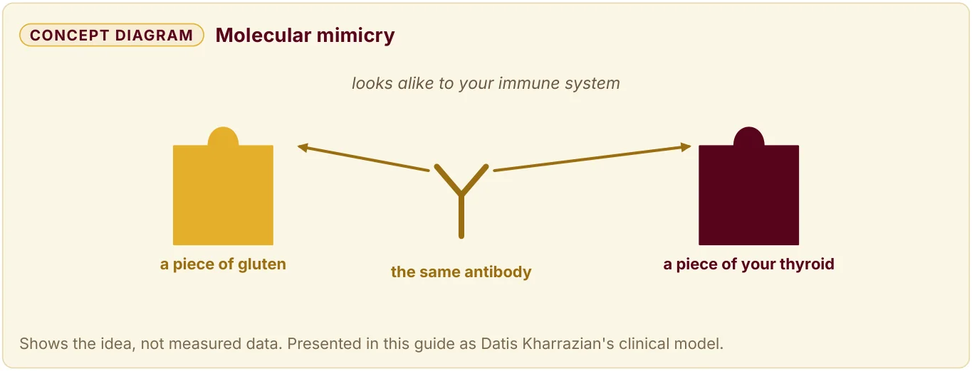 Diagram of molecular mimicry: 1 antibody points at both a piece of gluten and a piece of your thyroid, which look alike to your immune system.