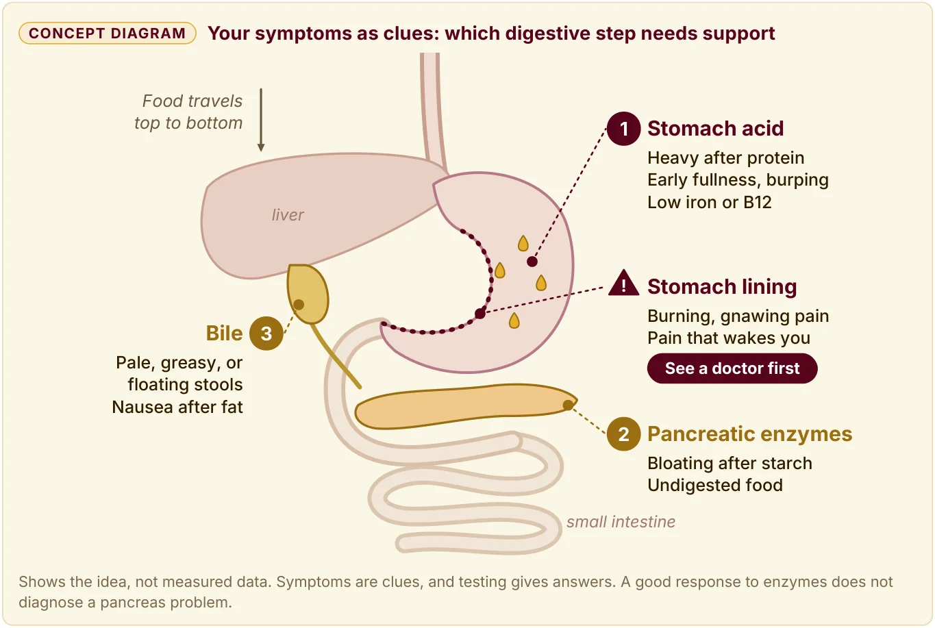 Concept diagram of the stomach, liver, bile, pancreas, and small intestine, with the symptoms that point to each digestive step.