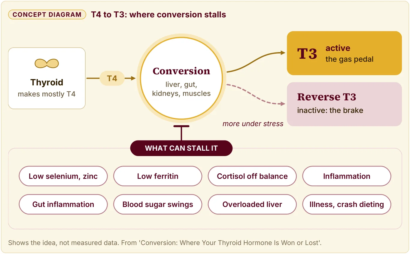 Diagram of T4 to T3 conversion: the thyroid makes mostly T4, and conversion makes active T3 or inactive Reverse T3.