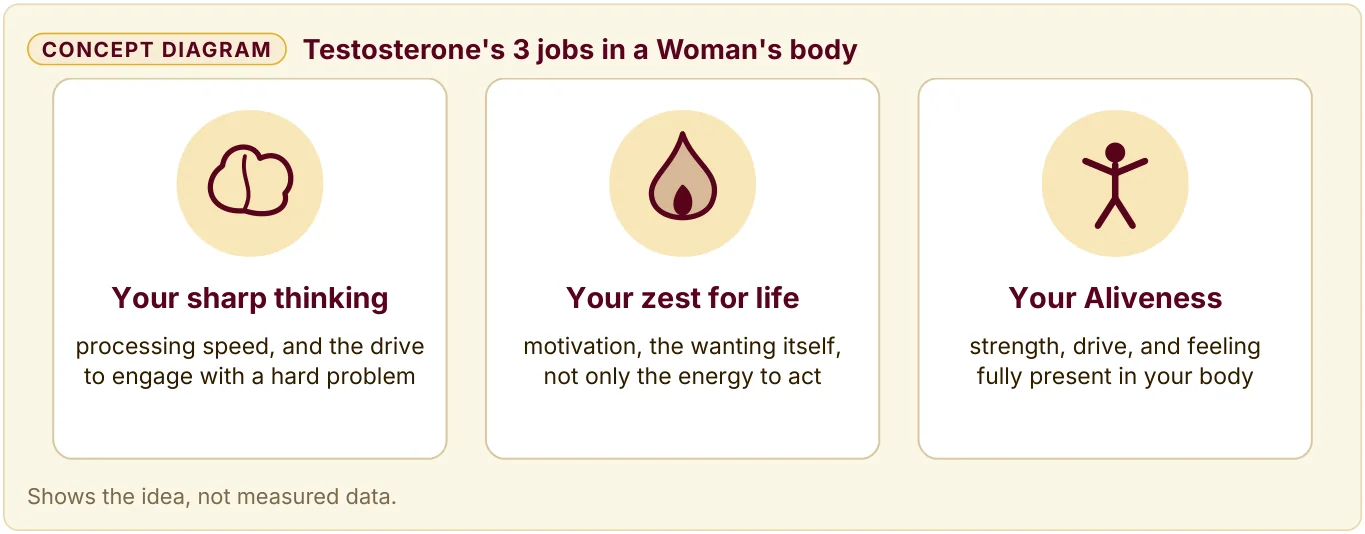 Testosterone's 3 jobs in a Woman's body: sharp thinking, zest for life, and Aliveness.