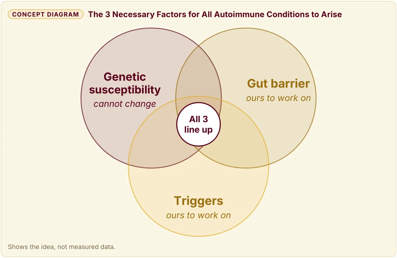 The 3 factors for an Autoimmune condition to arise: genetic susceptibility, a gut barrier, and triggers. All 3 line up.